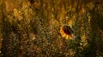 Sonnenblume einsam