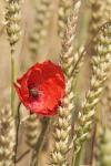 Türchen 06 - Ein Mohn im Kornfeld