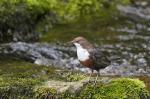 Wasseramsel Portrait