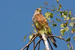 Turmfalke mit Barlowlinse (Gesamtbrennweite 1200mm)