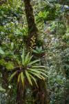 Epiphyten in Monteverde