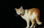 Katze schwarzer Hintergrund