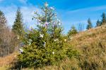 Weihnachtsbaum am Kandel