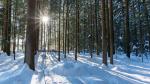 Winterwald