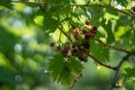 Herbstboten neu