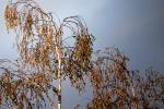 Birke mit Spiegeltele