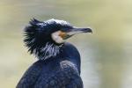 Kormoran im Prachtkleid