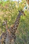 Makutsigiraffe fix foto