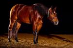 Perdeportrait - Quarter Horse