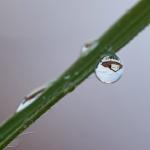 nach-dem-regen