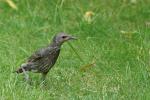 unbekannter Vogel