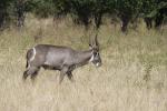 Wasserbock