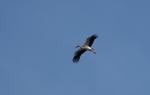 Storch-2