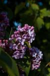 Flieder