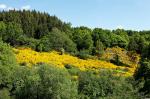 Eifelgold