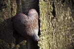 Herz