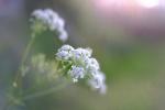 Wiesenkerbel