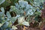 Kohlrabi
