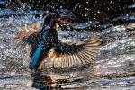 männlicher Eisvogel
