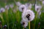 Pusteblume