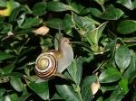 Bänderschnecke im Buchs