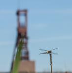 Libelle auf Zollverein