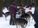 Wilde Tiere