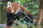 Kleiner Panda beim Abendessen