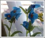 blauer Mohn