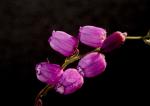 Laternenblume