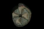 Diatomee Actinoptychus heliopelta 3D