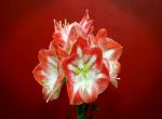 Amaryllis