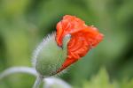 Mohn1