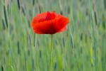 Mohn2