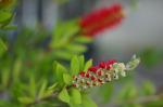 Frühling im Botanischen Garten