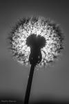 Pusteblume