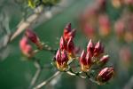 Blüte von Hochstambäumchen