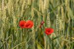 Getreide+Mohn