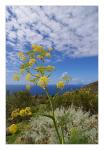 Mediterrane Flora auf Lipari (2)