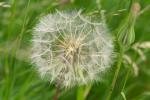 Pusteblume