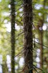 Stachelige Palme im Amazonasdschungel