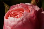 Rose in rosé