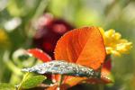 Rosenblatt an einem Spätsommer-Morgen