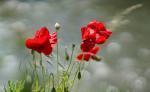 Mohn an der Ahr