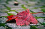 rotes Blatt