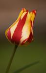 Tulpe