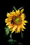 sunflower / Sonnenblume