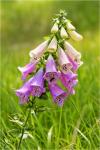 Digitalis