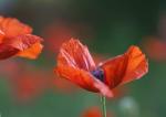 der 1000 te Mohn