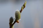 ein bisschen Frühling!